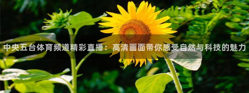 搜球吧直播nba中文直播：中央五台体育频道精彩直播：高清画面带你感受自然与科技的魅力